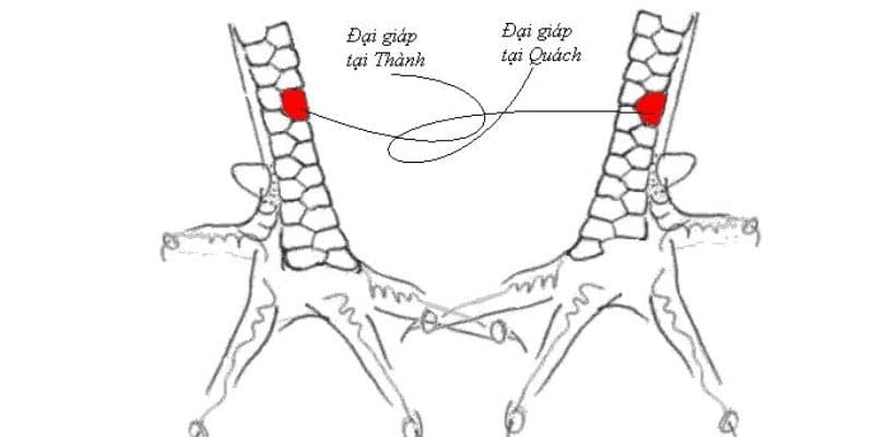 Vảy gà đại giáp cho thấy giống gà chiến tốt