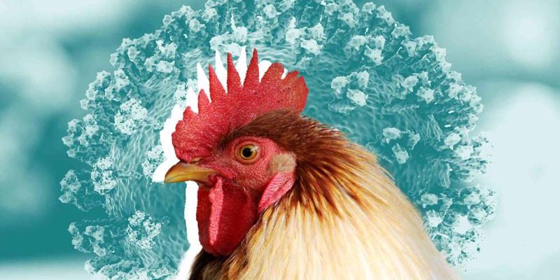 Bệnh cúm H5N1 xuất phát do đâu